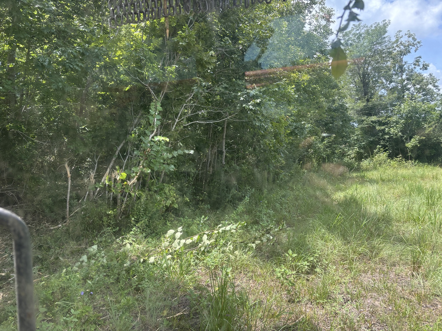 Overgrown property before land management work