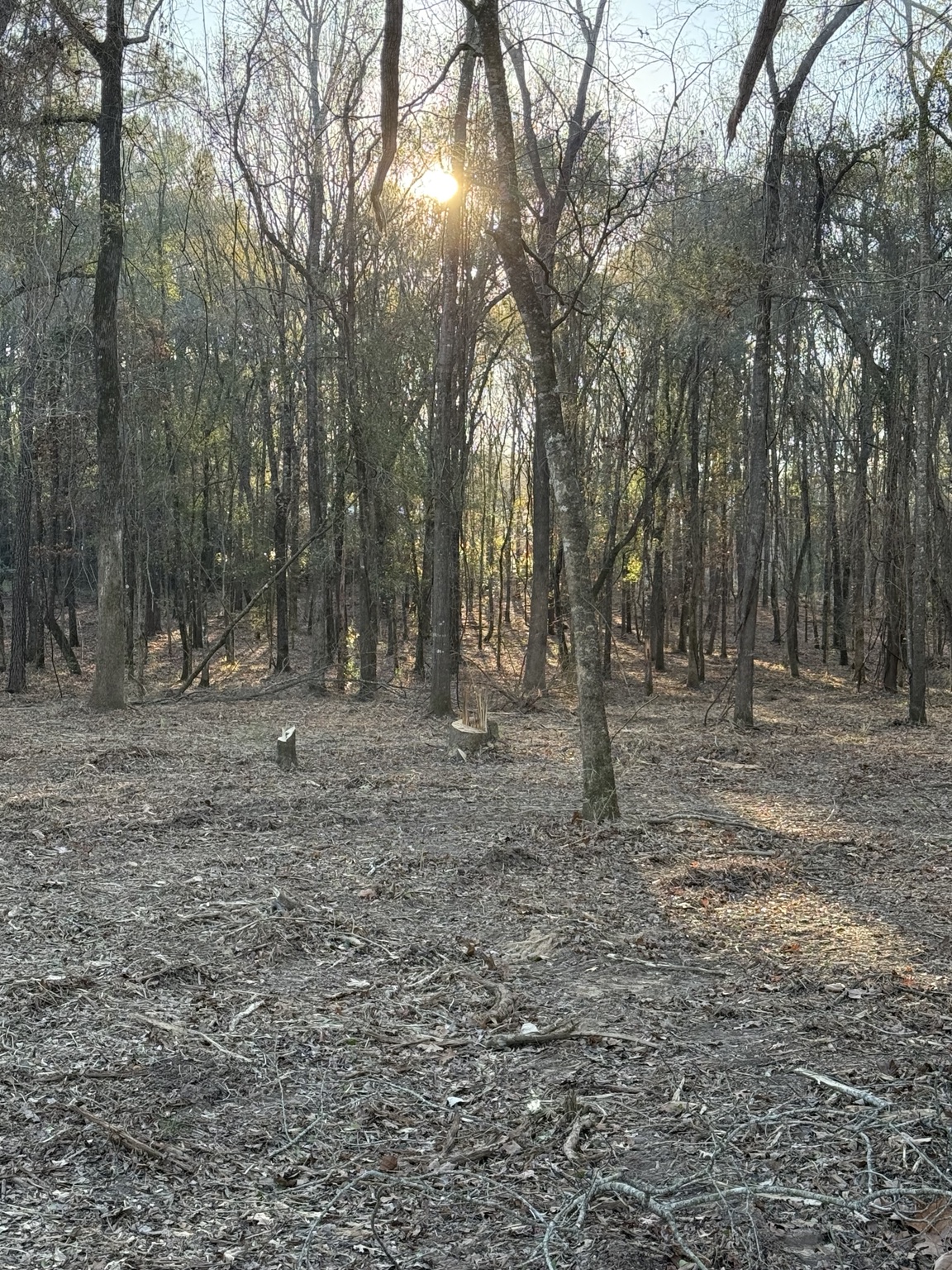 Cleared wooded property